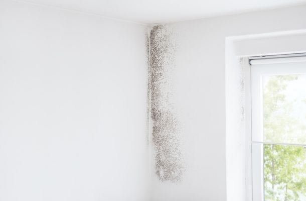 Cape-Coral-Florida-Mold-Remediation-Project-1-1